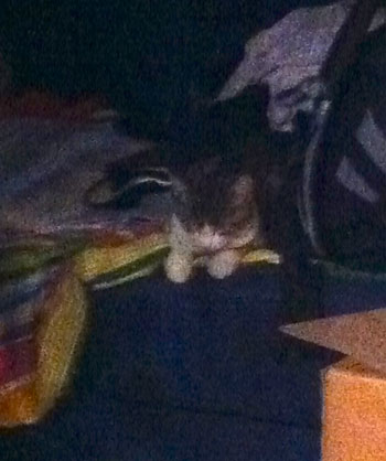 katze
