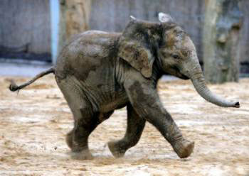 elefant